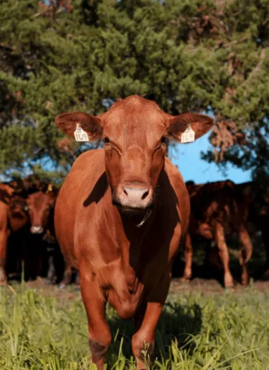 Shirttail Creek Farm 1