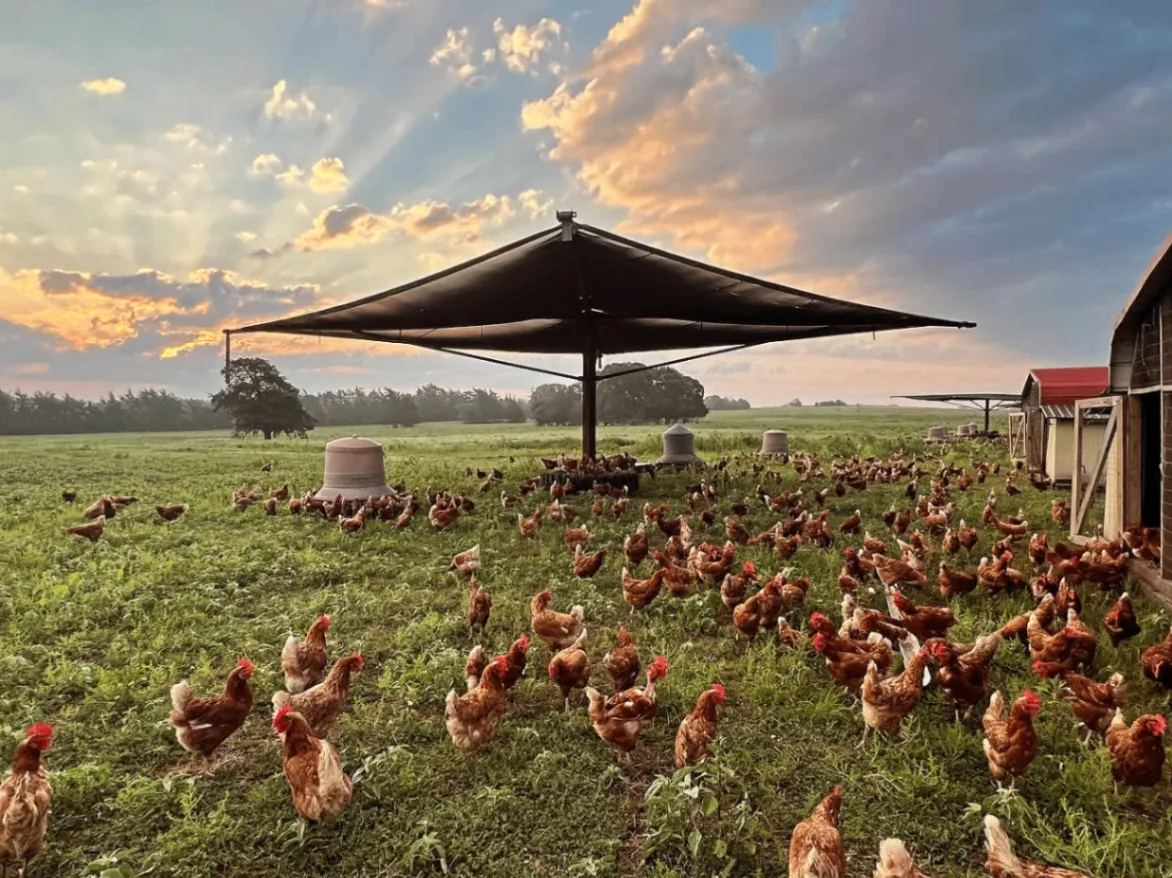 Shirttail Creek Farm 5