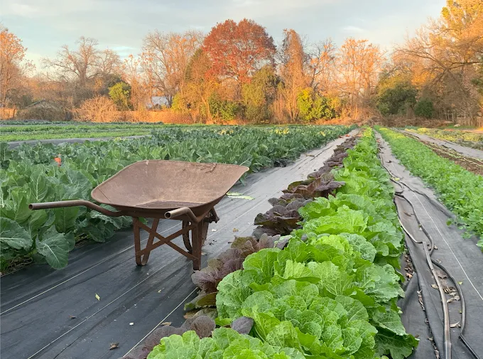 Historic Boggy Creek Farm 2